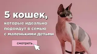 Какую кошку завести для ребенка? 5 добрых пород кошек для семей с детьми