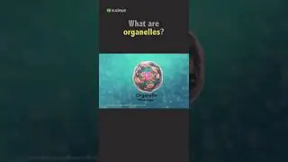 Biology Quiz: What are organelles?