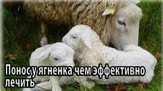 Понос у ягненка чем эффективно лечить