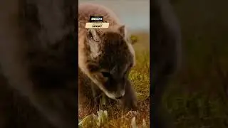 Детеныши песцов милаши 