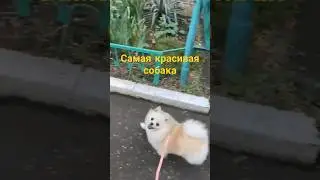 Самая красивая собака 🥰 