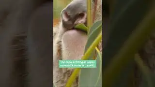 Koala fittingly means 