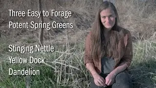 Three Easy to Forage Potent Spring Plants - Nettle, Dandelion, & Yellow Dock (Eat Your Weeds!)