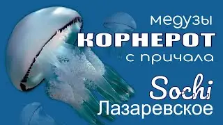 Лазаревское Лазаревское - корнерот медуза в море - отдых на море, Большой Сочи