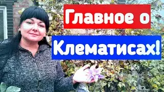 Главное о клематисах! Клематисы в моём саду!