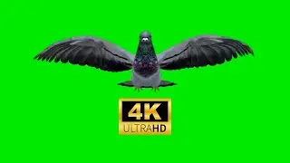 3 Pigeon Green Screen || 4K || Dove Green Screen || 2023 #1