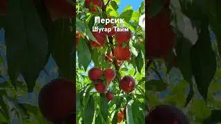Персик Шугар Тайм