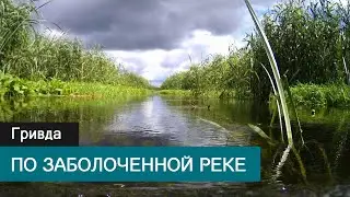 Сплав по заболоченной реке Гривда. Сплав на сапборде в Брестской области.