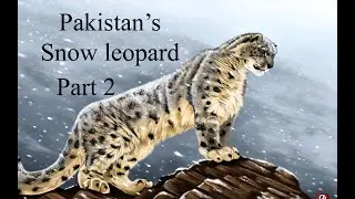 Snow leopards of Pakistan (Part 2)