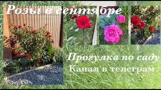 Цветущие розы в сентябре🌹🥀🍁Сделала телеграм канал🍂