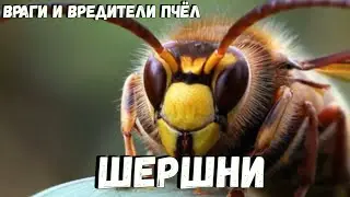 Враги пчёл ШЕРШНИ