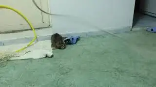 Kedi iple oynuyor