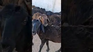 1млн 300 минг сумдан!Ургочи кузилар!