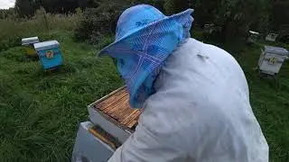 Закормили пчёл сиропом и пчёлы готовят место для клуба. Пасека Лаврова.