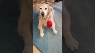 Old Dog Trying To Get Baby Carrot Slices Out of Kong Treat Dispensing Wobble Toy 