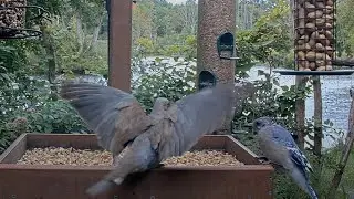 Bald Blue Jays Descend On Peanut Feeder In Ithaca, New York – Aug. 21, 2024