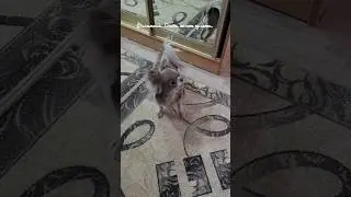 Филимоша. Очень хочет гулять. 