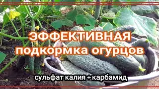 ЭФФЕКТИВНАЯ подкормка огурцов