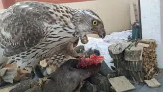 Begin training of the young hawk!Начало тренировки молодого ястреба!