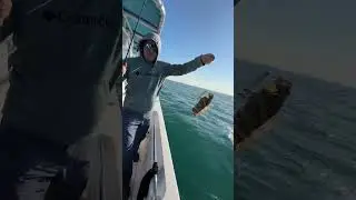 Группер на джигинг 