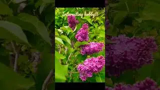 ОДИНОКАЯ ВЕТКА СИРЕНИ #lilac #сирень #liliowy #flowers #красивыецветы