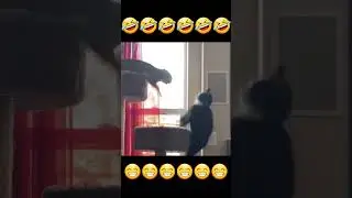 УГАРНЫЕ КОТЫ😹СМЕШНЫЕ ЖИВОТНЫЕ🐶5 