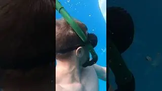 Swimming with this massive shark 😰 