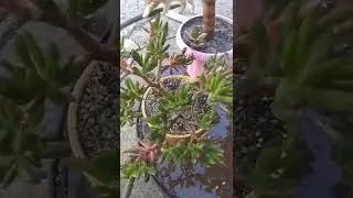 помогаю денежному дереву 