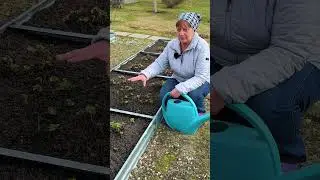Чтобы не было  ДОЛГОНОСИКА на клубнике 