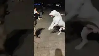 Dogo Argentino vs Wolf Who is Most Powerful and Strongest ? 👹 