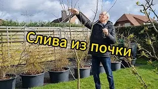 Слива из привитой почки