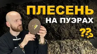 Шу Пуэр | Плесень на чае