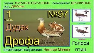 Дрофа. Дудак. Вихляй. Голоса птиц