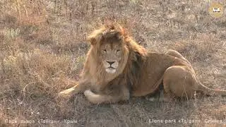 Ветер перемен продолжается. Олежка, Чук и Беляши. Львы. Тайган. Lions in Taigan park