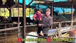 ОПТОМ ЖОЙИДАН / НЕГА ДЕЙСИЗМИ ВИДЕОНИ КУРИНГ БЛИБ ОЛАСИЗ_ #Dilshod_UZ