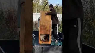 Выпускаем на свободу АРКТИЧЕСКОГО 🐺