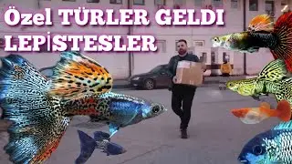 Yeni GELEN Özeltür LEPİSTESLER (120 cift) Geldi !!!