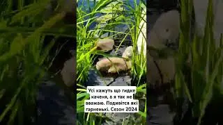 усі кажуть що гидке каченя у лебедів, але я так не вважаю. подивіться які вони гарненькі. сезон 2024