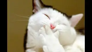 Hilarious Cat Fails #crazycats #funnycats #naughtycats