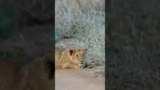 Adorable lion cub sighting 🦁 #wildlife #africanwildlife #lioncub #babyanimals #lionsightings