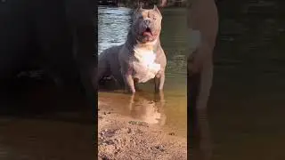 Top 4 Best Guard Dog Breed 👹 