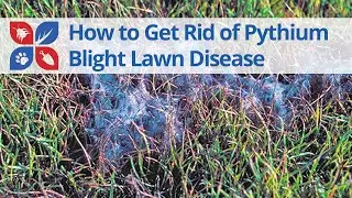 Pythium Blight Lawn Disease Treatment Tips | DoMyOwn.com