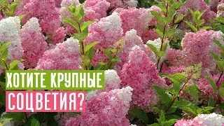 Как добиться крупных соцветий у метельчатой гортензии? / Садовый гид