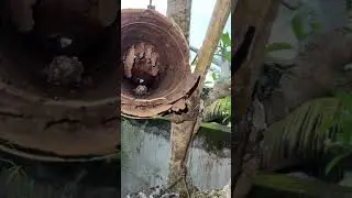 Улей на территории отеля