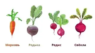 28.4. Овощи. Корнеплоды и бобовые