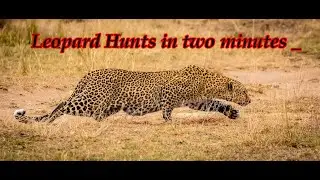 LEOPARD KILL SILENTLY  l LEOPARD KILLING STYLE