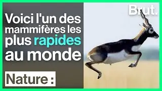 L’antilope cervicapre, lun des mammifères les plus rapides au monde