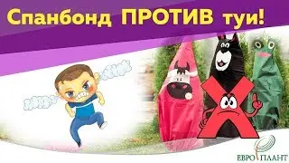 Колпаки для туи и хвойных: как убить растение за 1 зиму!