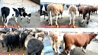 Shòro Mol Bozori NARXLARI SHVET ANGUS SIMMENTAL golishteyin xammasidan