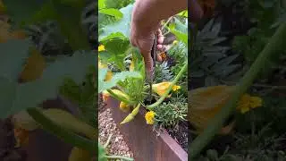 Get The Most Out Of Your Summer Squash With This Tip